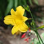 Hemerocallis Golden Chimes